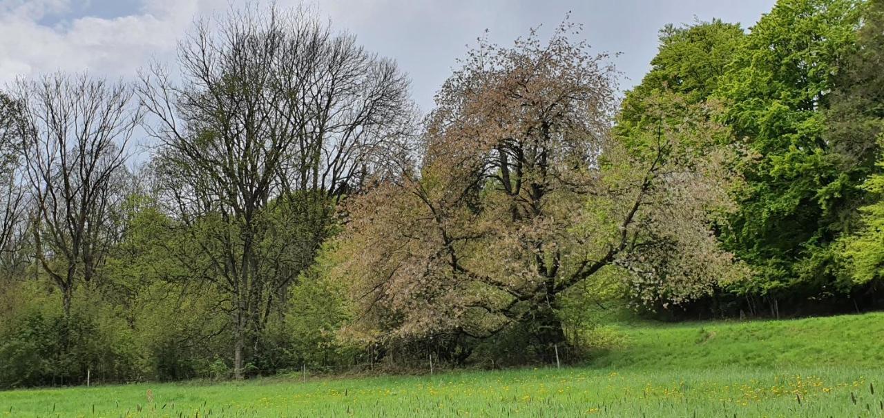 Apartamento Zum Elleblick Frauenstein  Exterior foto